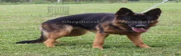 German Shepherd dogs for sale: German Shepherd Puppy 4 - Ad 2