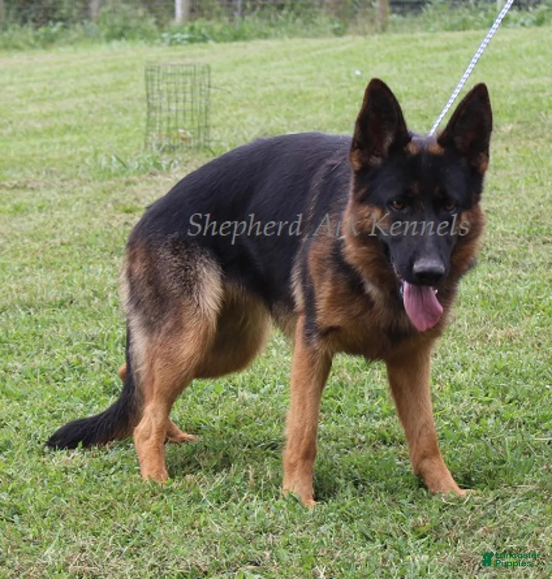 German Shepherd dogs for sale: German Shepherd Puppy 4 - Ad 2