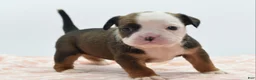Mixed Breed dogs for sale: Rosie - Ad 10