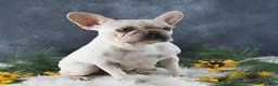 French Bulldog dogs for sale: Hero - Ad 6