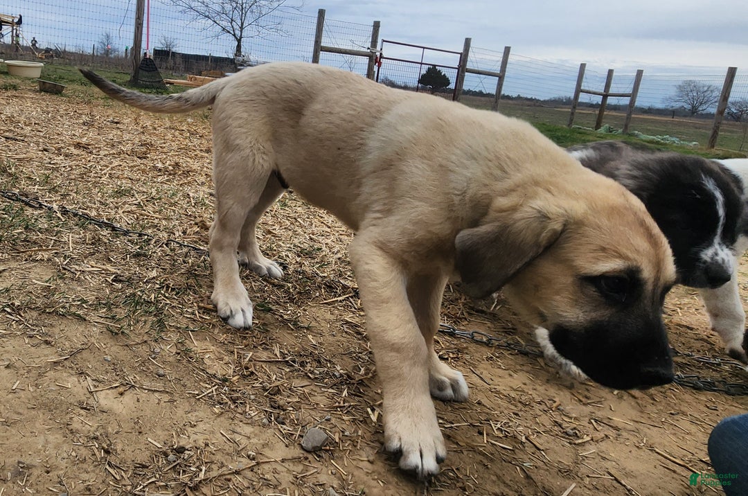 Anatolian Shepherd dogs for sale: AKC Blue M1 ASD puppy - Ad 24