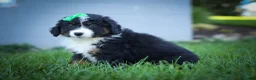 Mini Aussiedoodle dogs for sale: Landon💙 - Ad 13