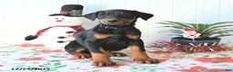 Doberman Pinscher dogs for sale: Baxter - Ad 2