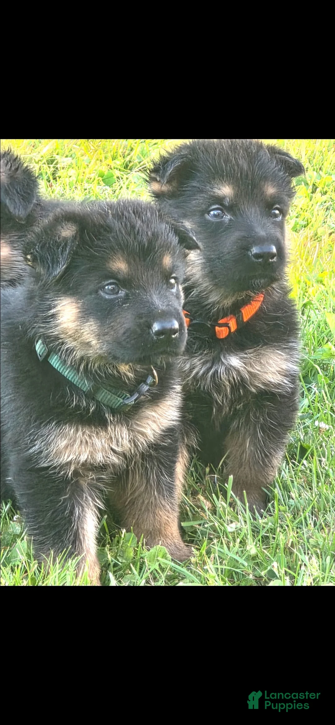 German Shepherd dogs for sale: Maggie - Ad 2