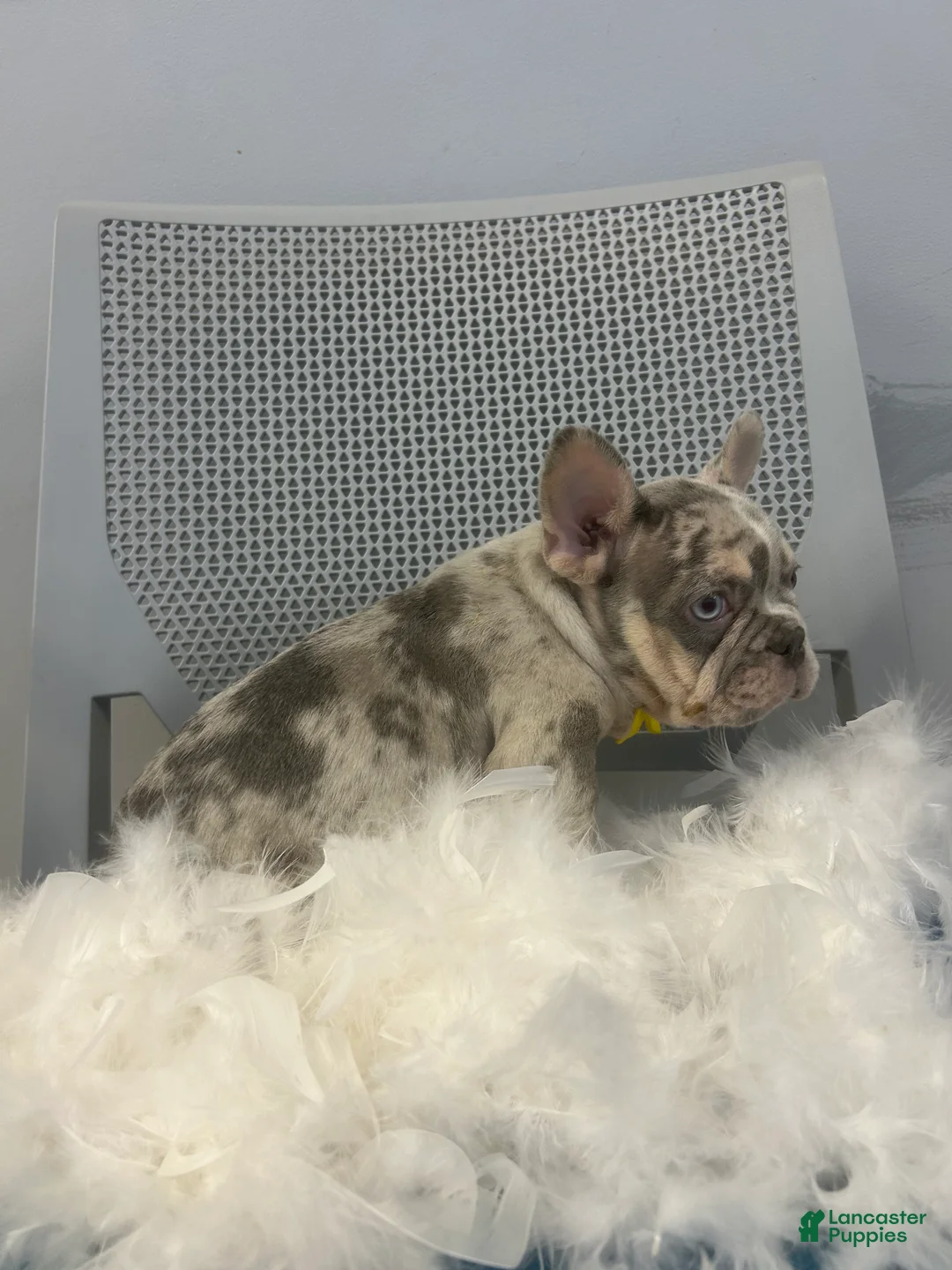 French Bulldog dogs for sale: French Bulldog Puppy 2 - Ad 2