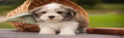 Havanese dogs for sale: Darcy Havanese  - Ad 7