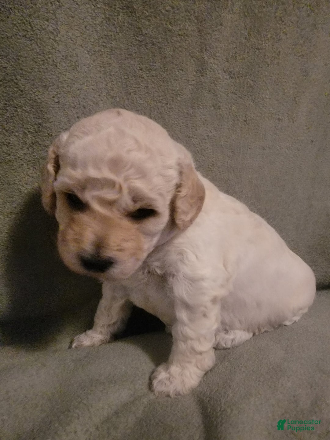 Bichpoo dogs for sale: Hunter - Ad 1