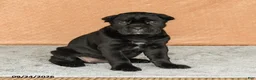 Cane Corso dogs for sale: Reign - Ad 3