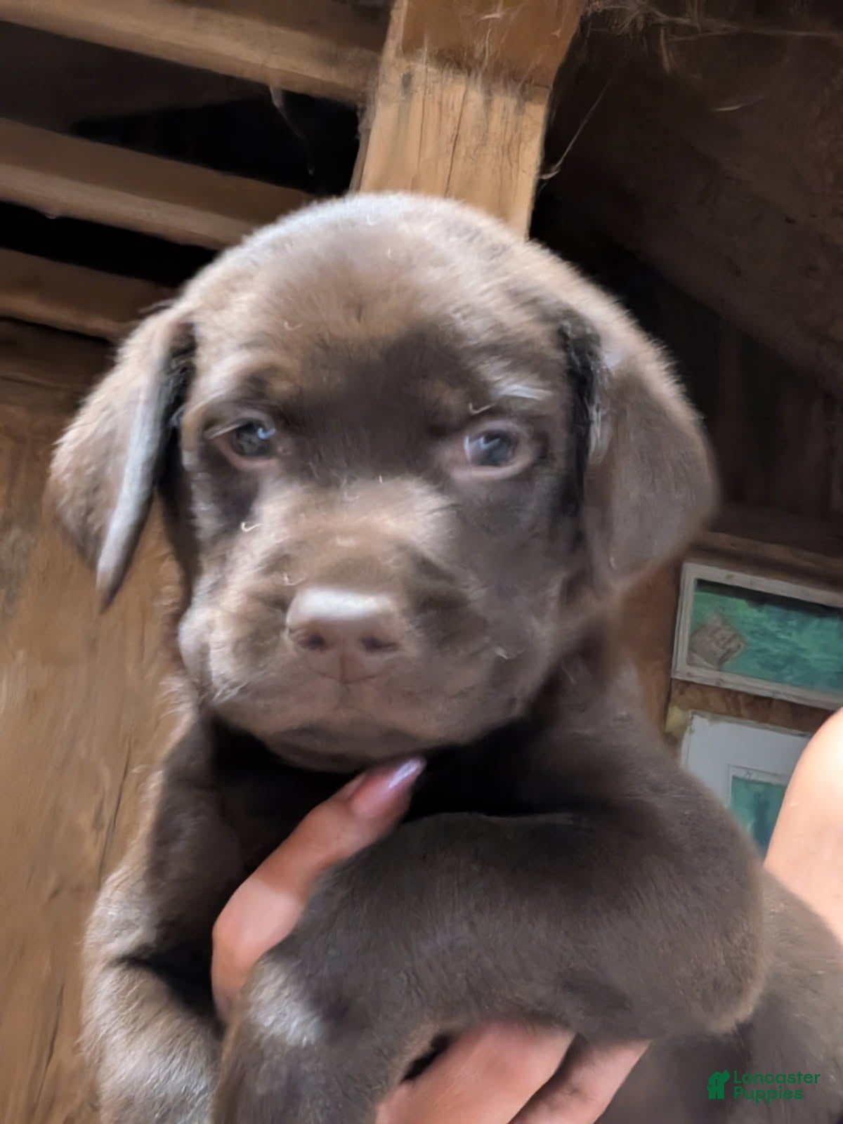 Labrador Retriever dogs for sale: Labrador Retriever Girl 5 - Ad 2