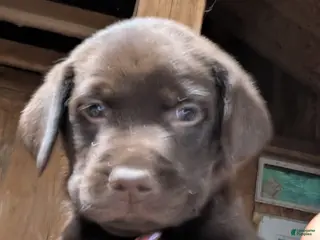 Labrador Retriever dogs Labrador Retriever Girl 5 - Ad 2