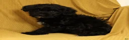 Yorkiepoo dogs for sale: Magic - Ad 4