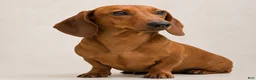 Miniature Dachshund dogs for sale: Rosie - Ad 5