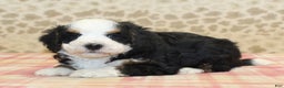 Mini Bernedoodle dogs for sale: Nate - Ad 12