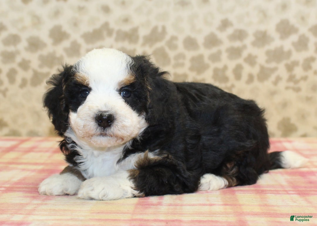 Mini Bernedoodle dogs for sale: Nate - Ad 12