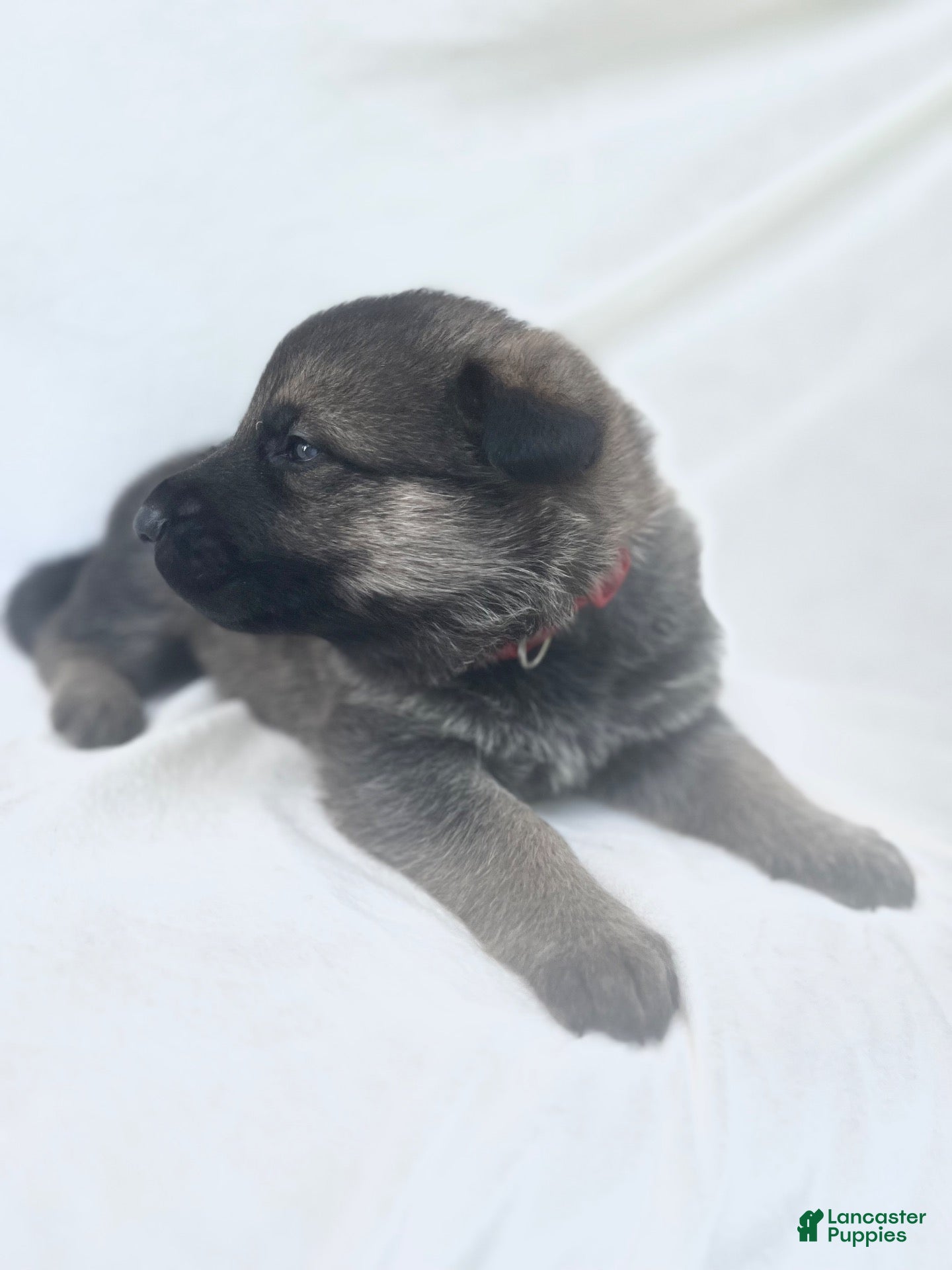 German Shepherd dogs Willow - Ad 2