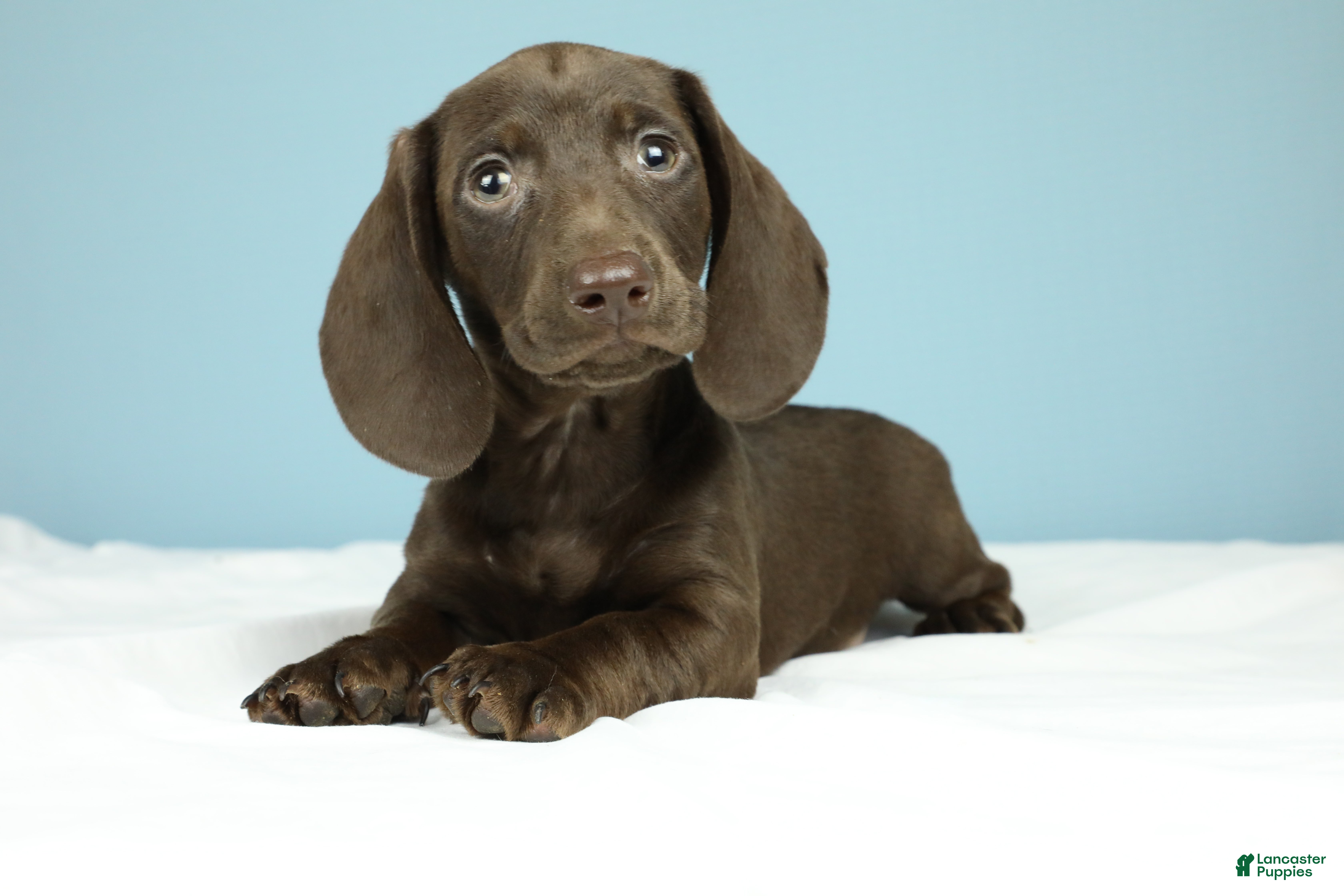 Miniature Dachshund dogs London - Ad 1