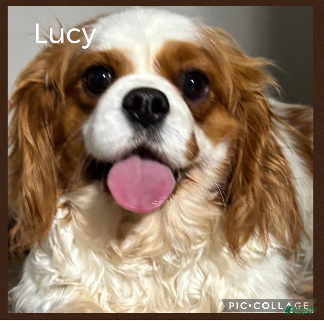 Cavapoo dogs for sale: Cavapoo Puppy 1 - Ad 6