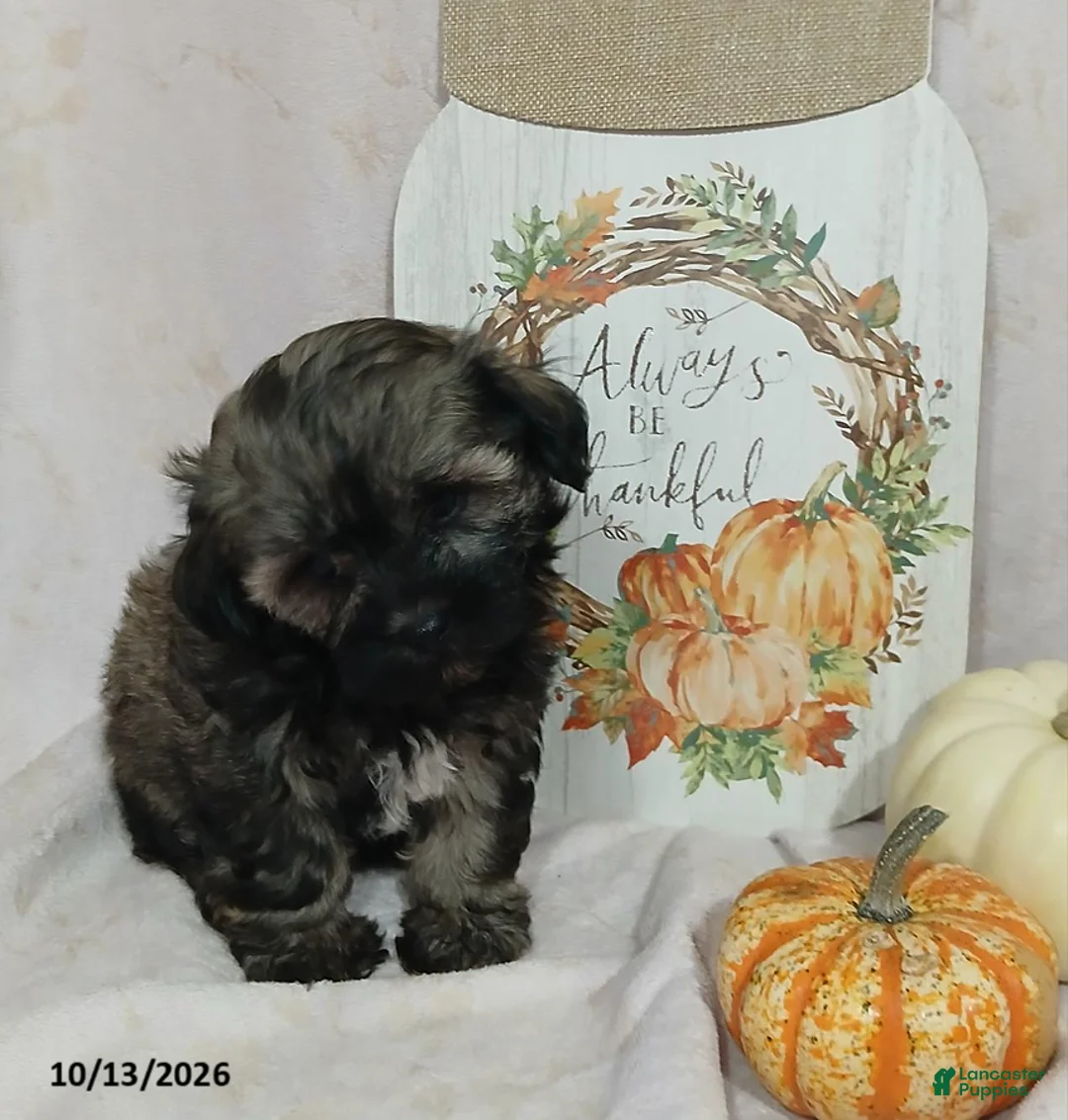 Teddy Bear dogs for sale: Lila - Ad 2