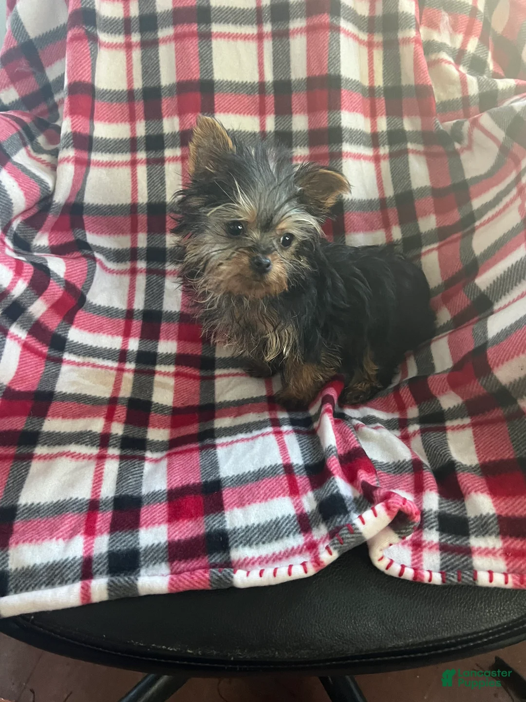 Yorkshire Terrier dogs for sale: Little one - Ad 1