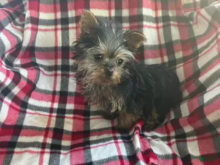 Yorkshire Terrier dogs Little one - Ad 12