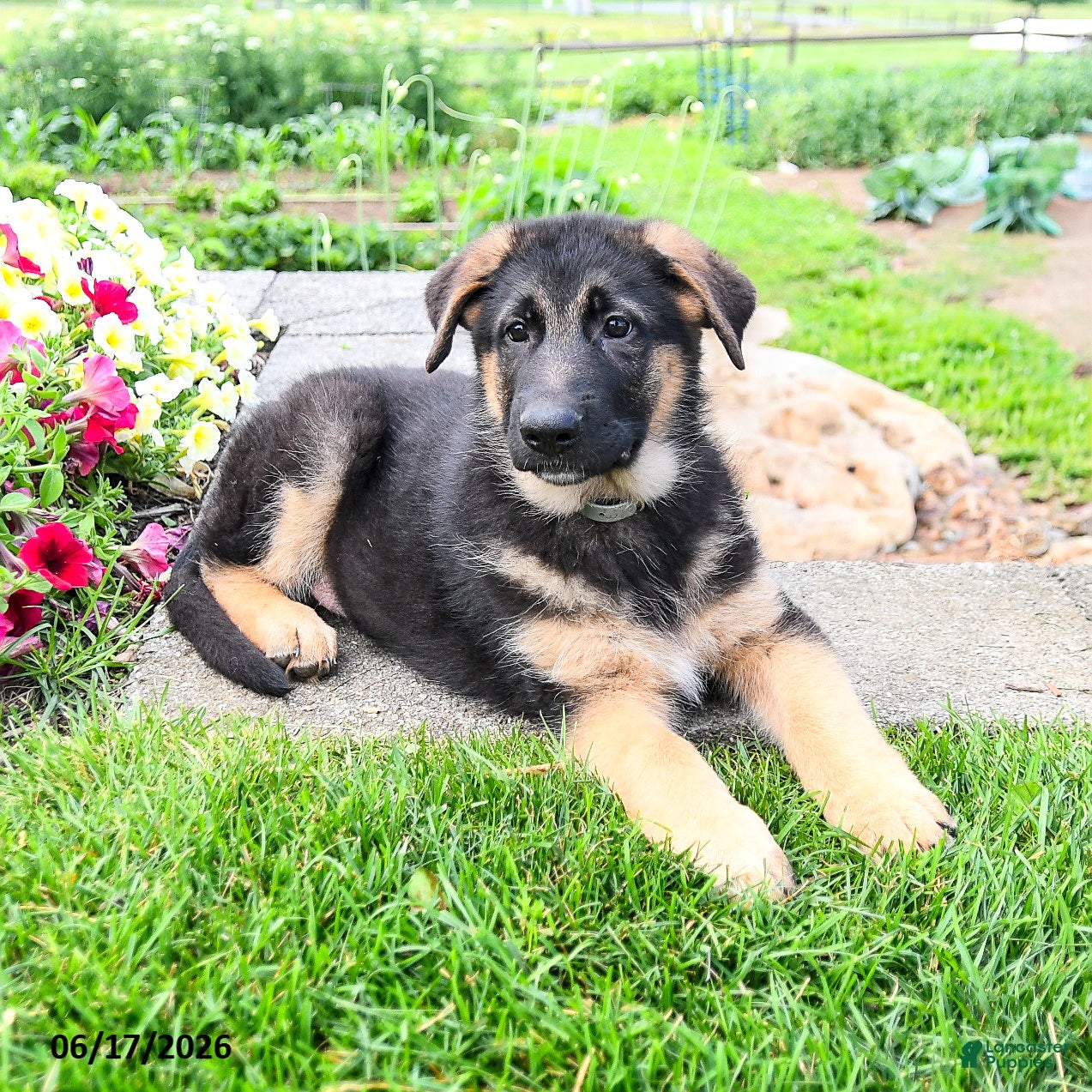 Mixed Breed dogs River  - Ad 2