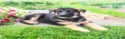 Mixed Breed dogs for sale: River  - Ad 1