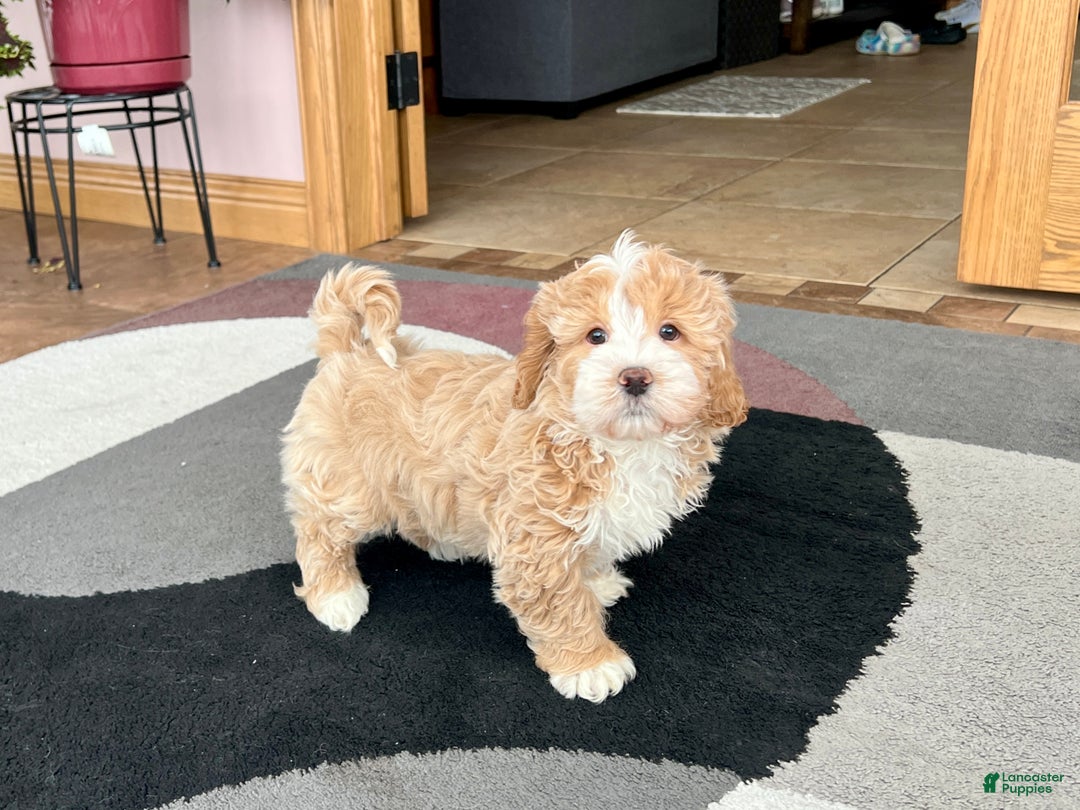 Mixed Breed dogs for sale: Ollie - Ad 5