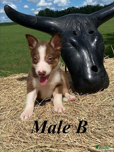 Border Collie dogs Male B - Ad 1