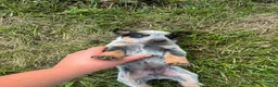 Australian Cattle Dog dogs for sale: Steve - Ad 7