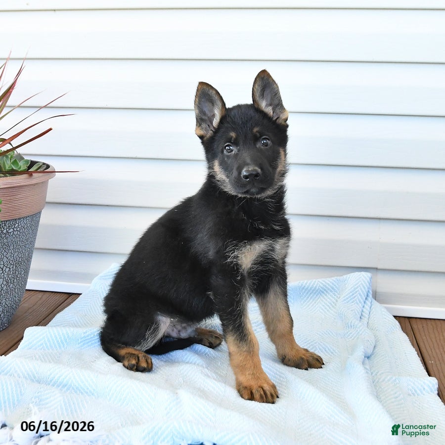 German Shepherd dogs Cooper - Ad 1