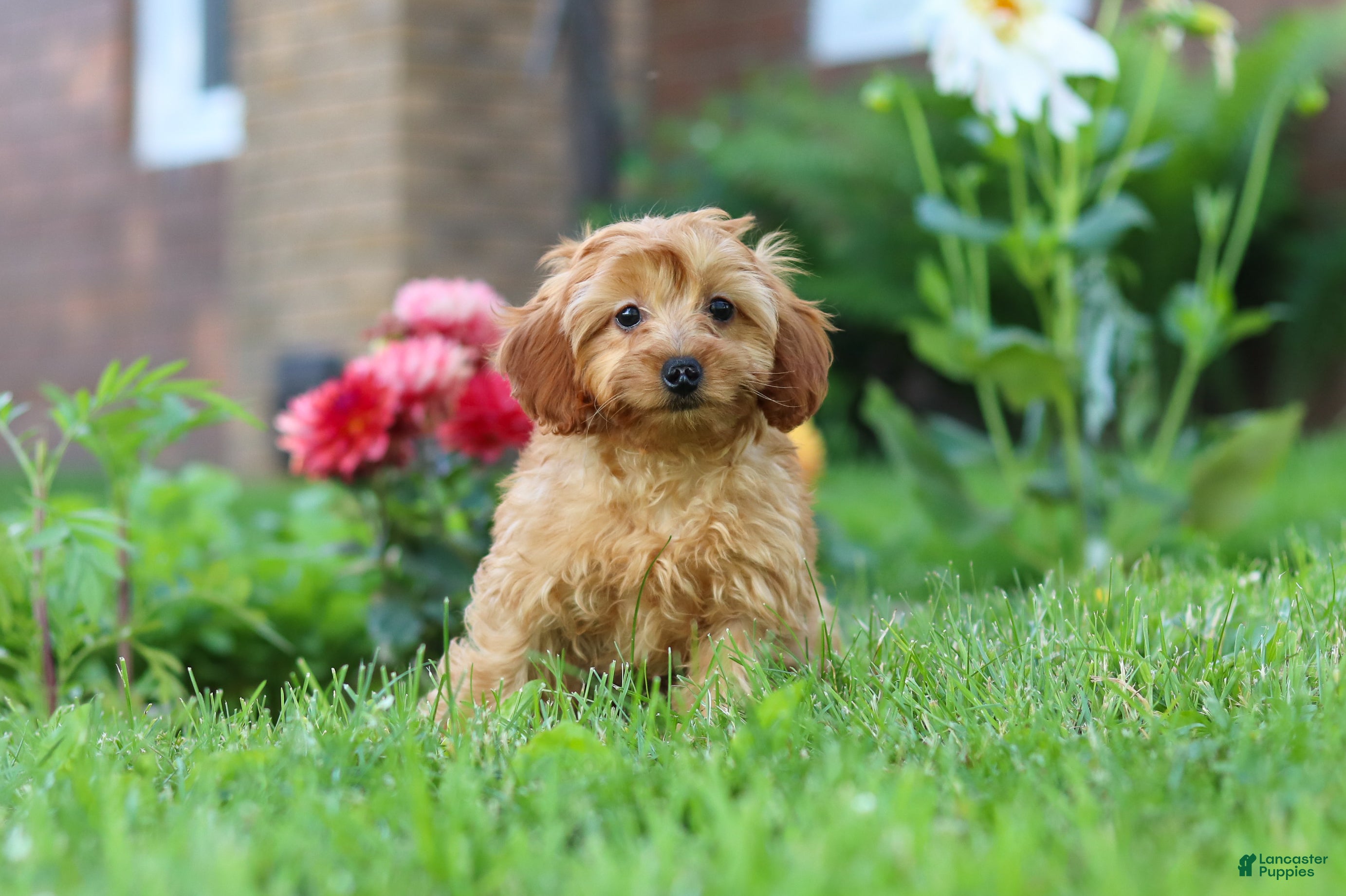 Cavapoo dogs Alexa - Ad 2