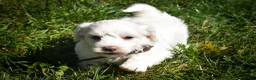 Maltese dogs for sale: Darling🩷 - Ad 4
