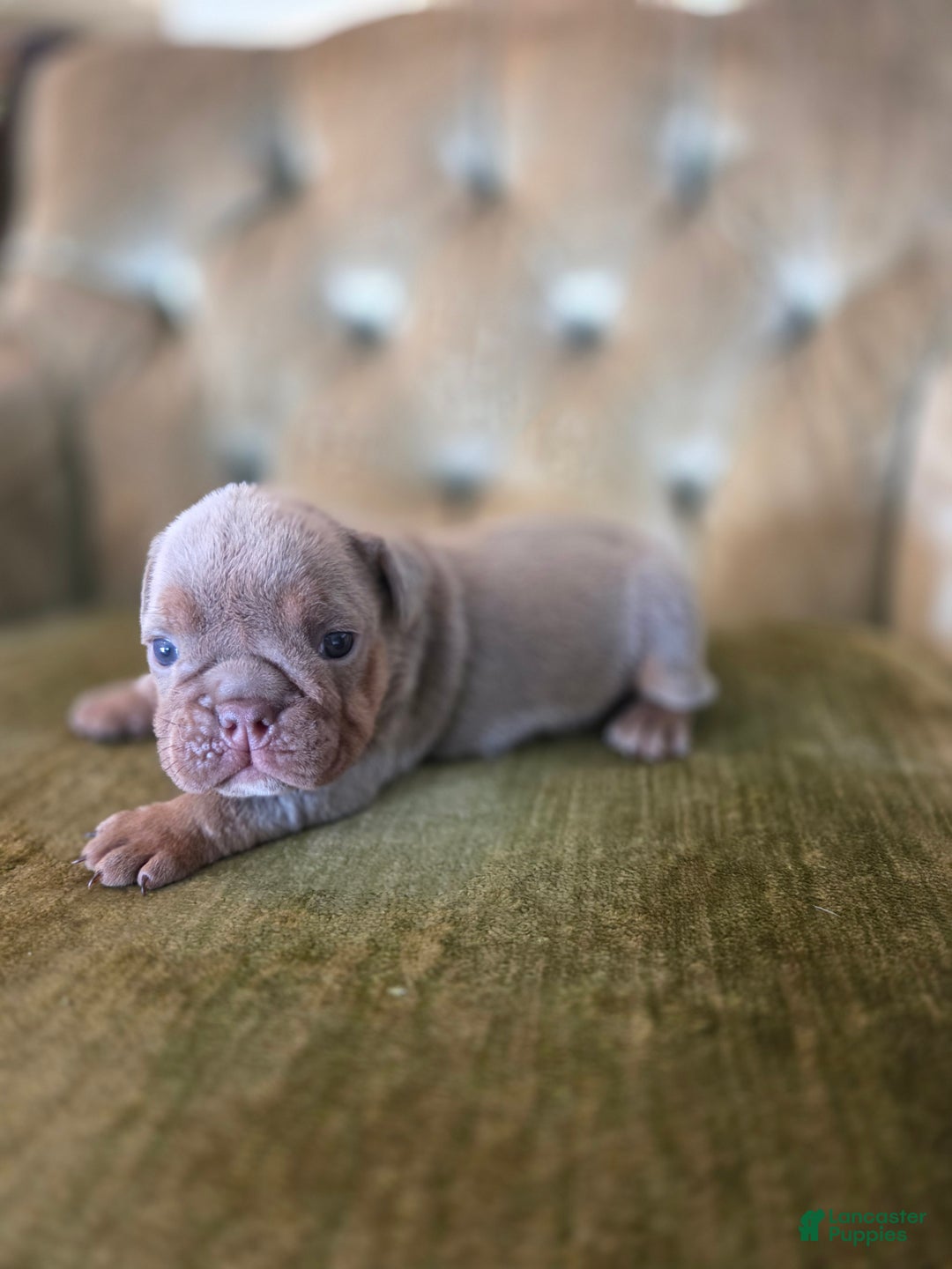English Bulldog dogs for sale: Tiana - Ad 4