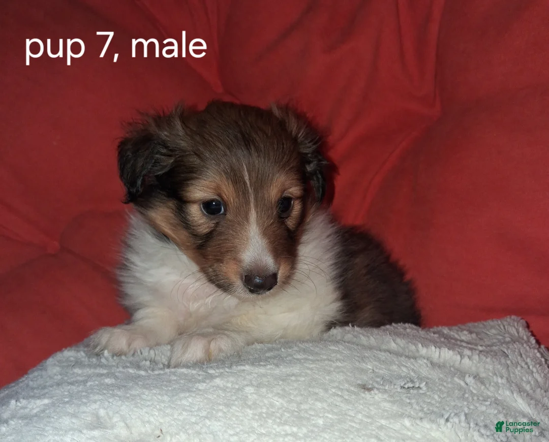 Shetland Sheepdog dogs for sale: Shetland Sheepdog Puppy 5 - Ad 2