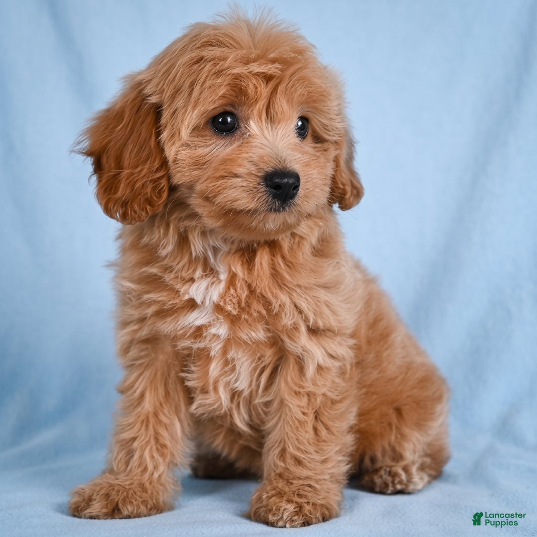 Cavapoo dogs LILLY - Ad 1