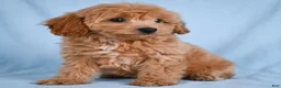 Cavapoo dogs for sale: LILLY - Ad 1