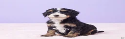 Mini Bernedoodle dogs for sale: Paris - Ad 3