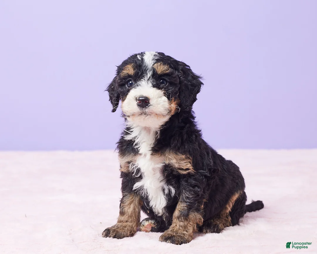 Mini Bernedoodle dogs for sale: Paris - Ad 3