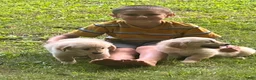 Golden Retriever dogs for sale: Brinlee - Ad 1