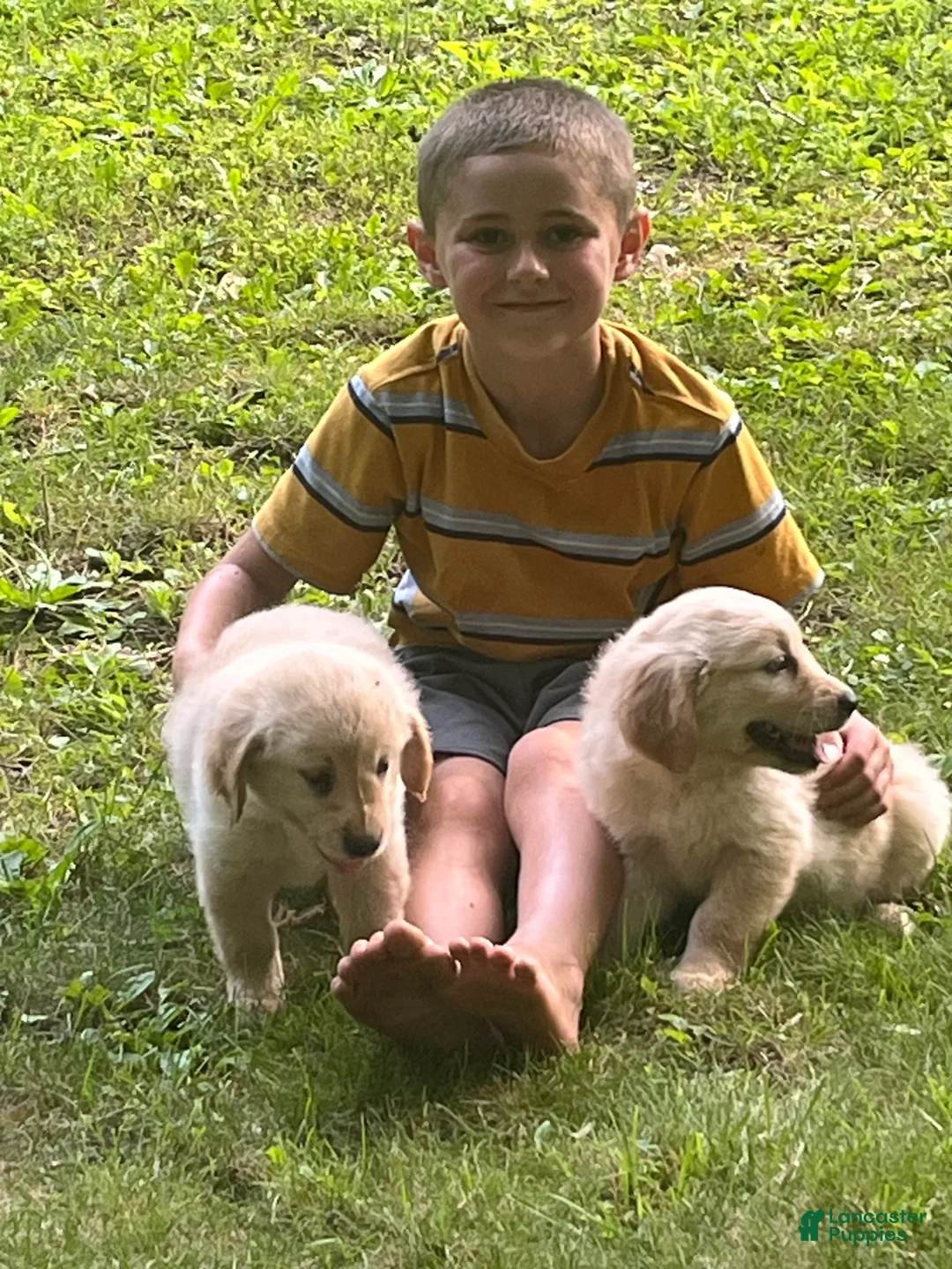 Golden Retriever dogs for sale: Brinlee - Ad 1