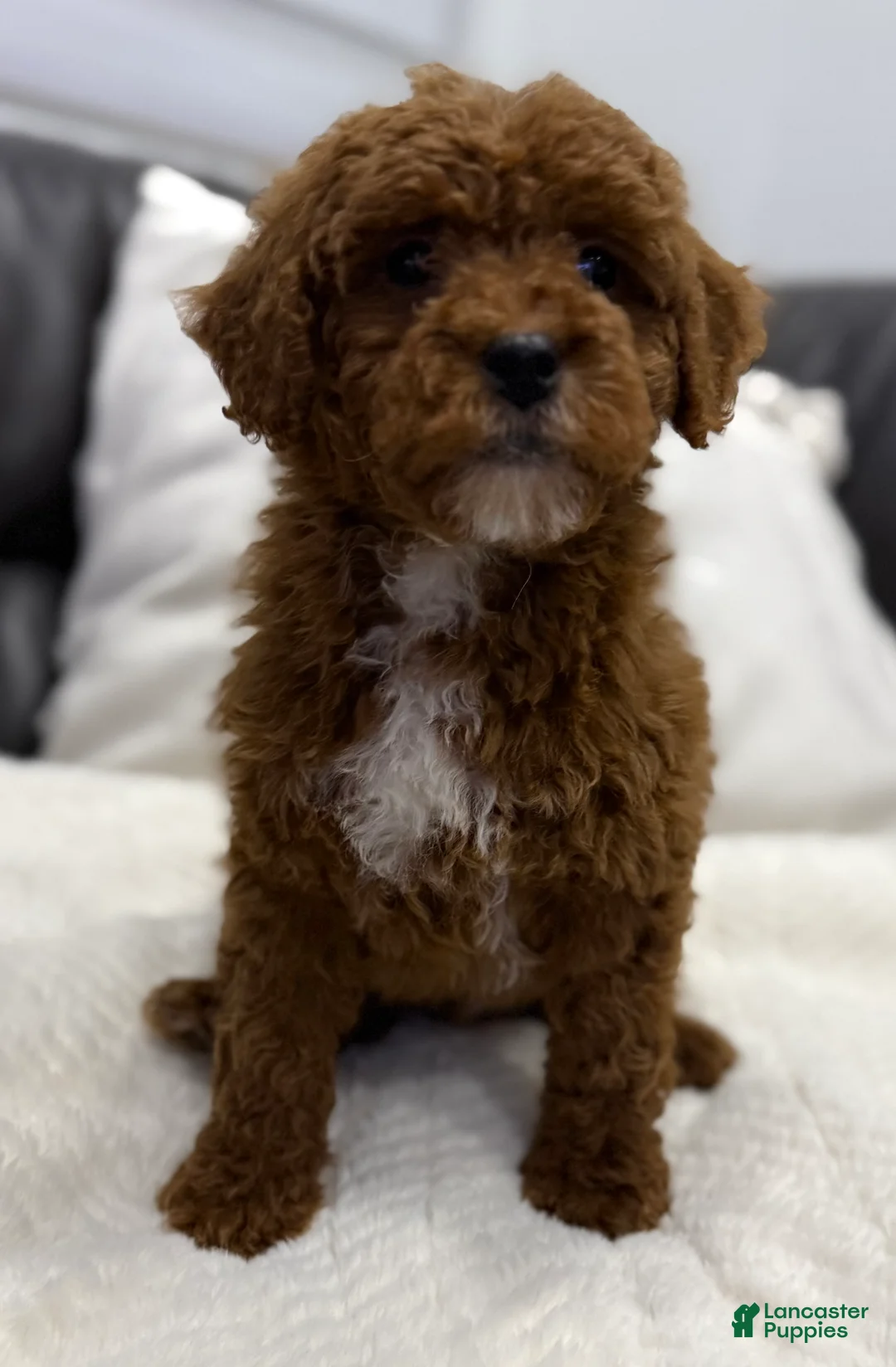 Mini Goldendoodle dogs for sale: Chubbs - Ad 1