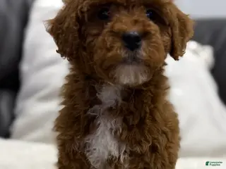 Mini Goldendoodle dogs Chubbs - Ad 32