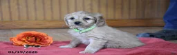 Cockapoo dogs for sale: Petunia - Ad 3