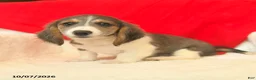 Dachshund dogs for sale: Misty  - Ad 2