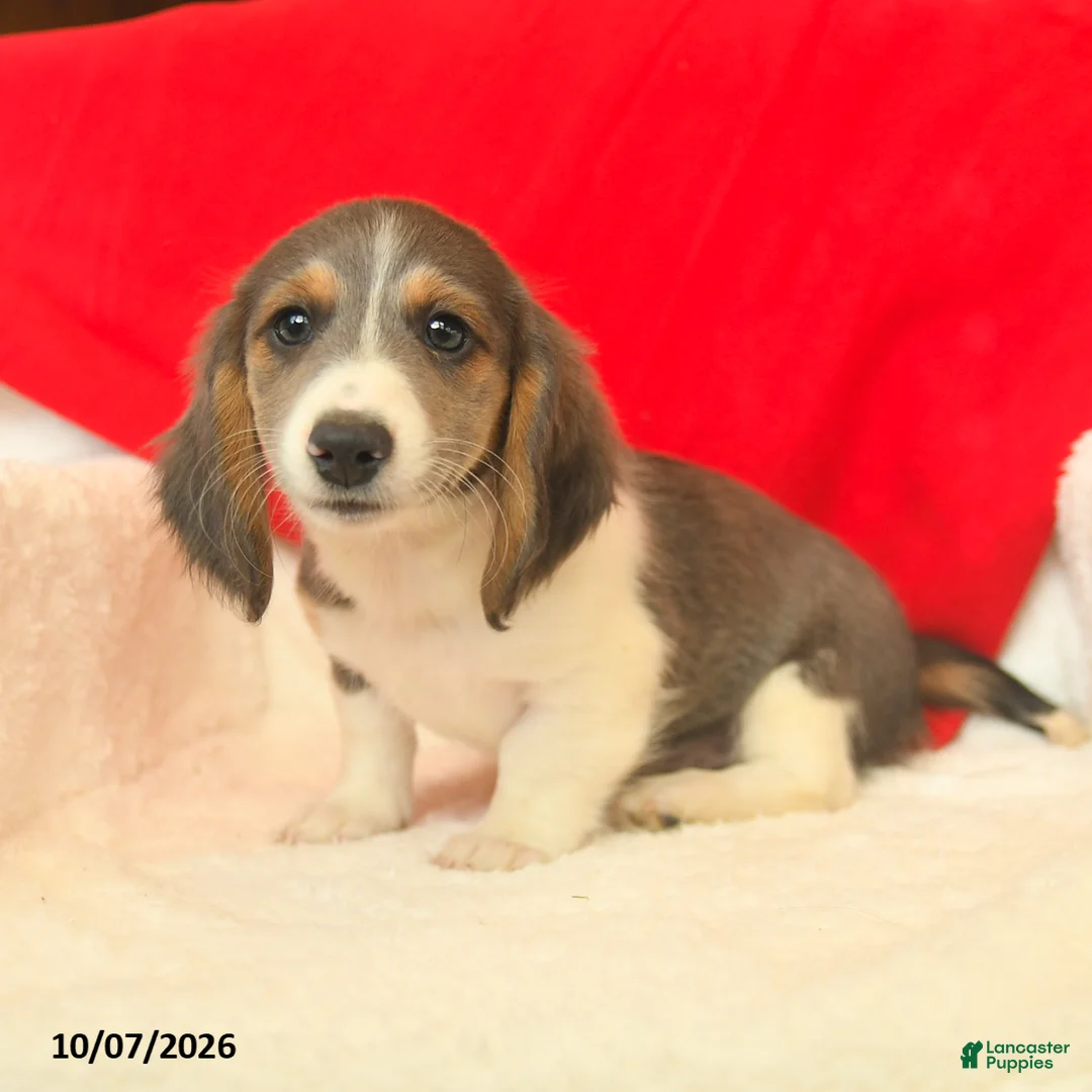 Dachshund dogs for sale: Misty  - Ad 2