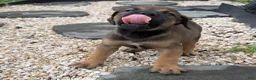 South African Boerboels dogs for sale: Reese - Ad 5