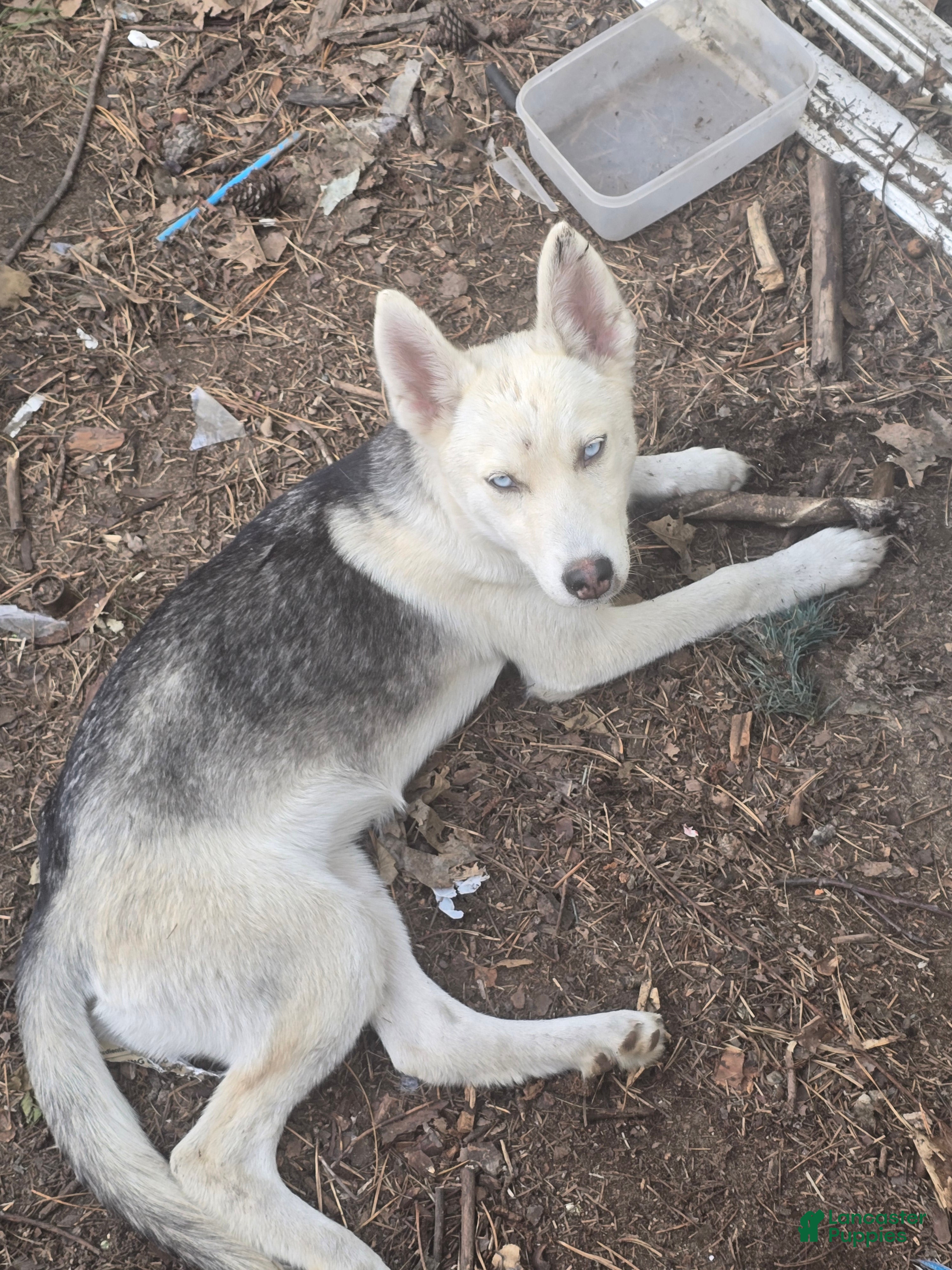 Australian Cattle Dog Siberian Husky German Shepherd Red Heeler