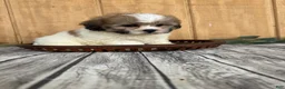 Teddy Bear dogs for sale: Lizzie - Ad 21