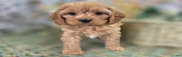 Cavapoo dogs for sale: Slate - Ad 14