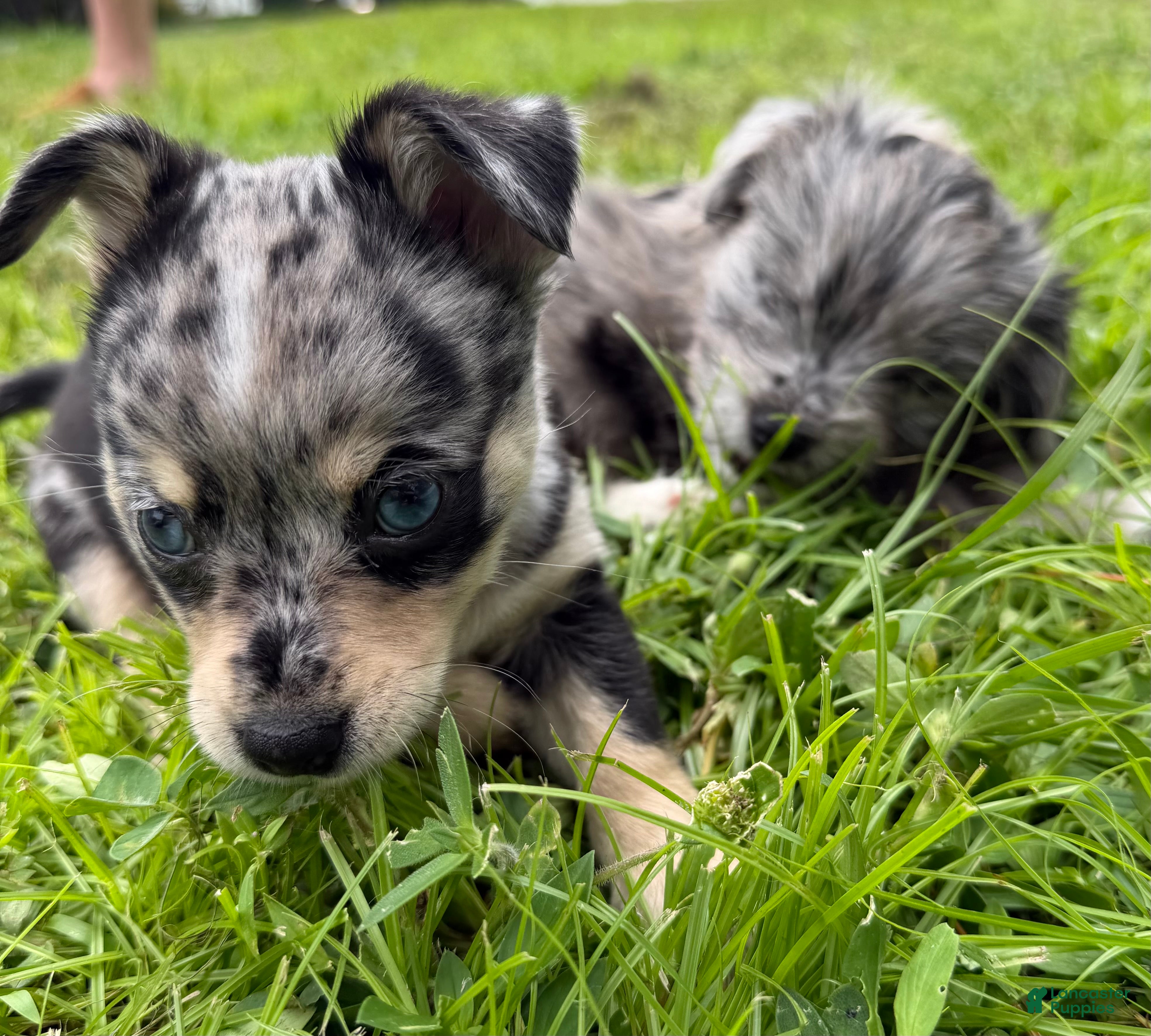 Mixed Breed dogs Luna - Ad 2